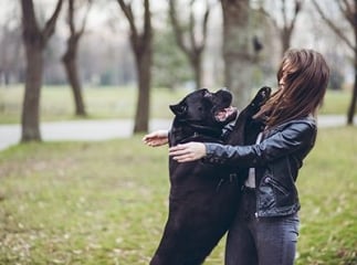 chien saute sur les gens